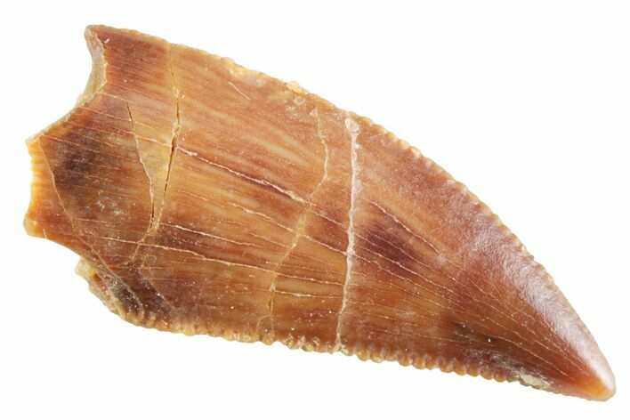 Serrated Raptor Tooth - Real Dinosaur Tooth #364807